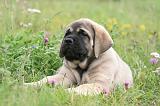 MASTIFF 013